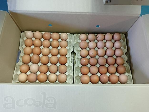 Яйца куриные оптом